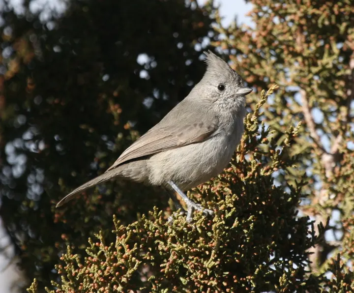 Juniper Titmouse, a gray feeder bird