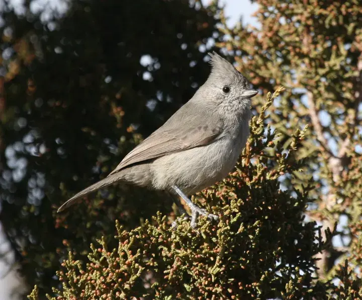 Juniper Titmouse, a backyard bird that visits feeders