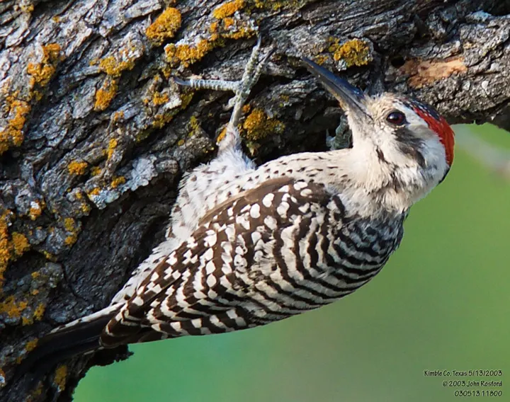 Ladder-backed Woodpecker, a black feeder bird