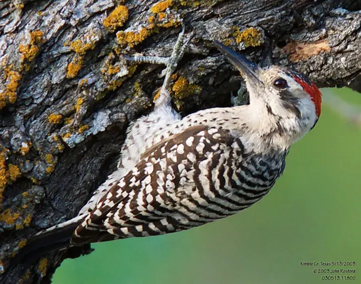 Ladder-backed Woodpecker, a backyard bird that visits feeders