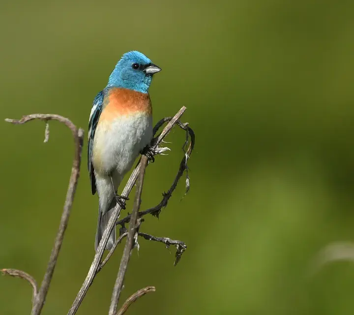 Lazuli Bunting, a backyard bird that visits feeders