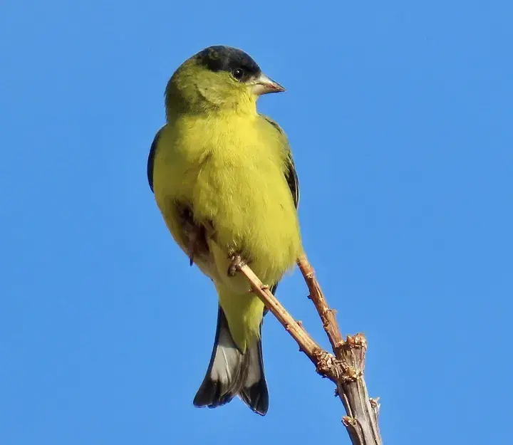 Lesser Goldfinch, a backyard bird that visits feeders