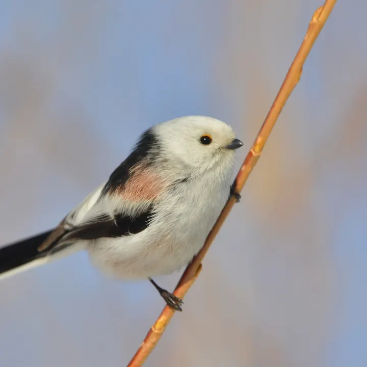 Long-tailed Tit, a pink feeder bird
