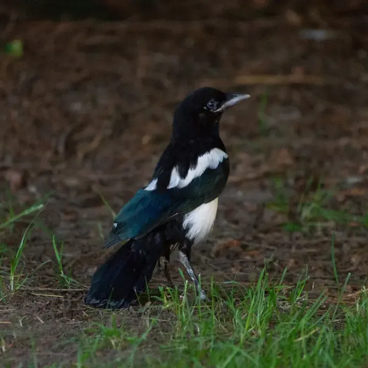 Magpie, a garden bird that visits feeders