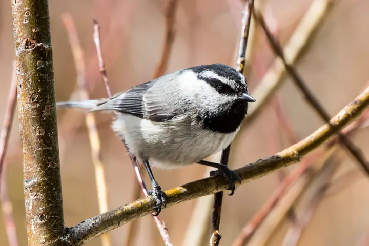 Mountain Chickadee, a black feeder bird