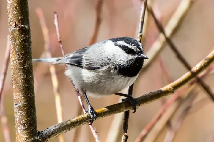 Mountain Chickadee, a backyard bird that visits feeders