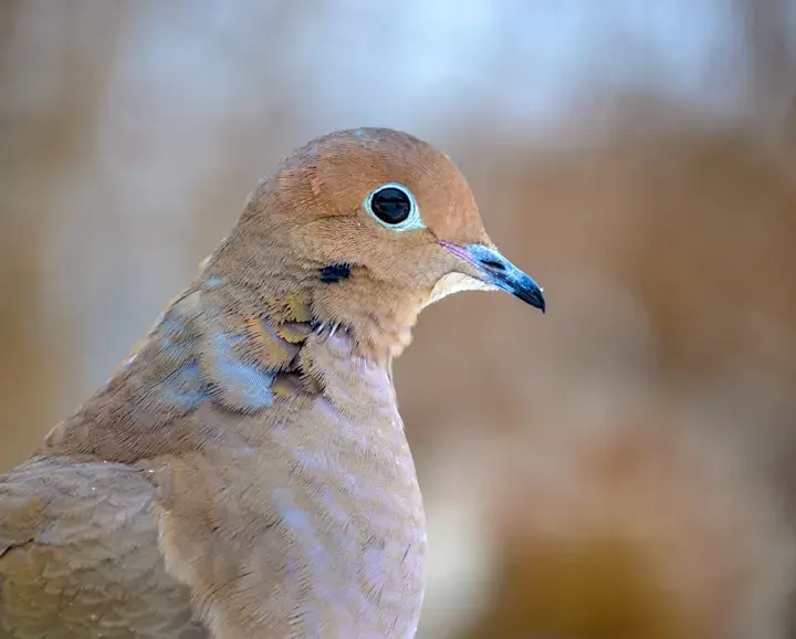 Mourning Dove, a backyard bird that visits feeders