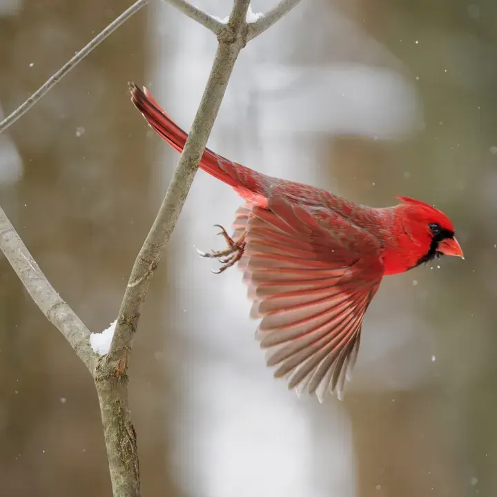 Northern Cardinal, a backyard bird that visits feeders