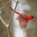 Northern Cardinal, one of the birds this feeder camera suits