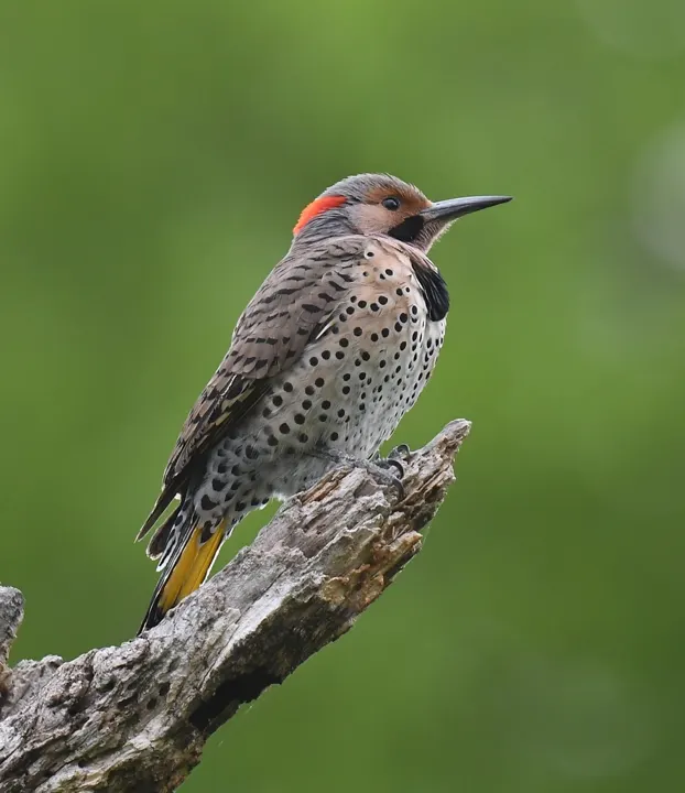 Northern Flicker, a brown feeder bird