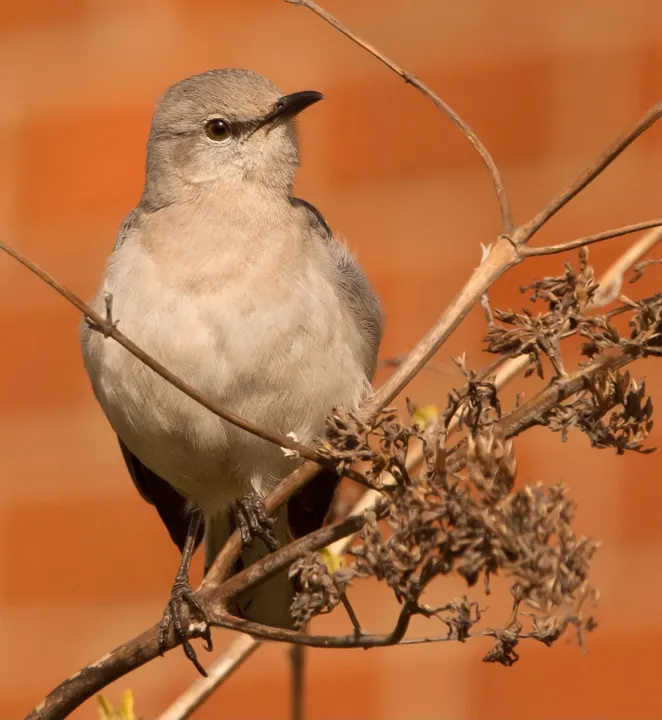 Northern Mockingbird, a gray feeder bird