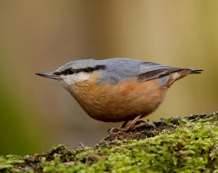 Nuthatch, a garden bird that visits feeders