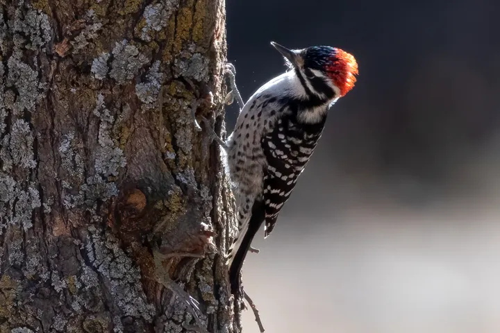 Nuttall's Woodpecker, a black feeder bird