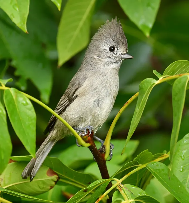 Oak Titmouse, a gray feeder bird