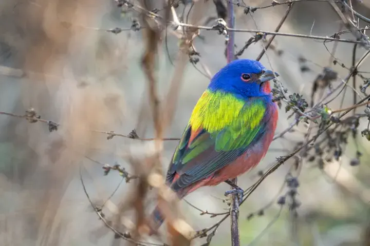 Painted Bunting, a backyard bird that visits feeders