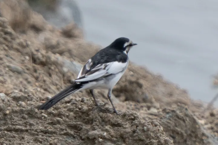 Pied Wagtail, a black feeder bird