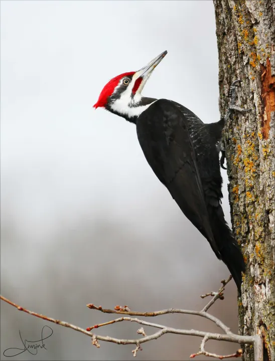Pileated Woodpecker, a black feeder bird