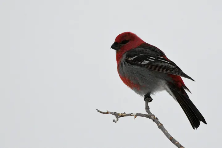 Pine Grosbeak, a pink feeder bird