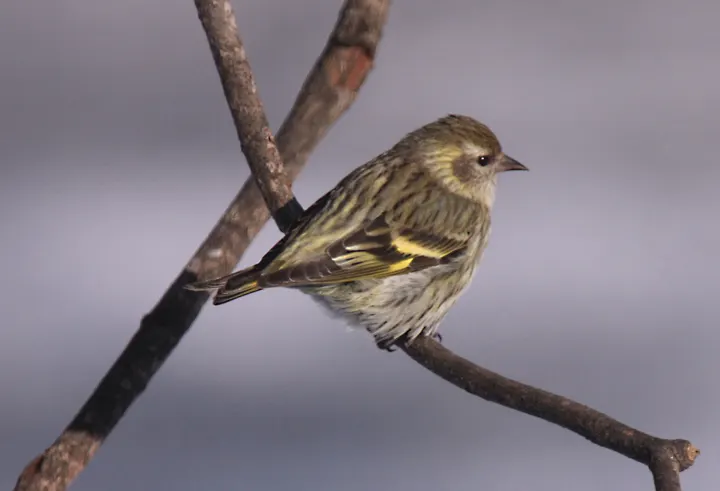 Pine Siskin, a brown feeder bird