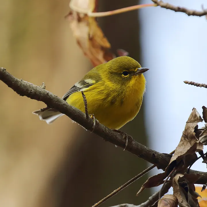 Pine Warbler, a yellow feeder bird