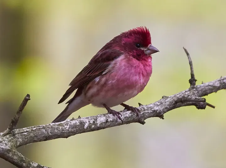 Purple Finch, a red feeder bird