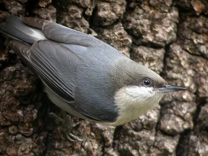 Pygmy Nuthatch, a gray feeder bird