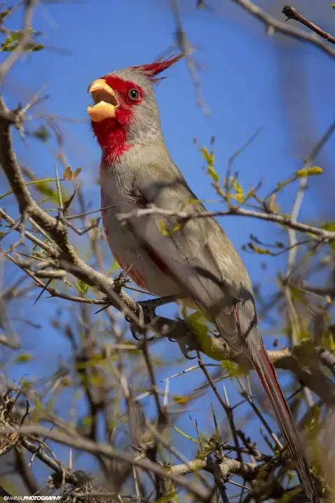 Pyrrhuloxia, a backyard bird that visits feeders
