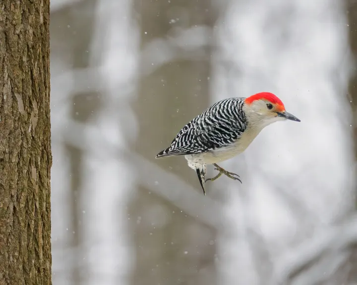 Red-bellied Woodpecker, a black feeder bird