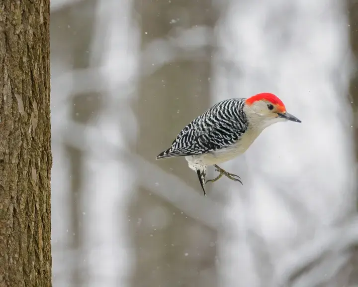 Red-bellied Woodpecker, a backyard bird that visits feeders