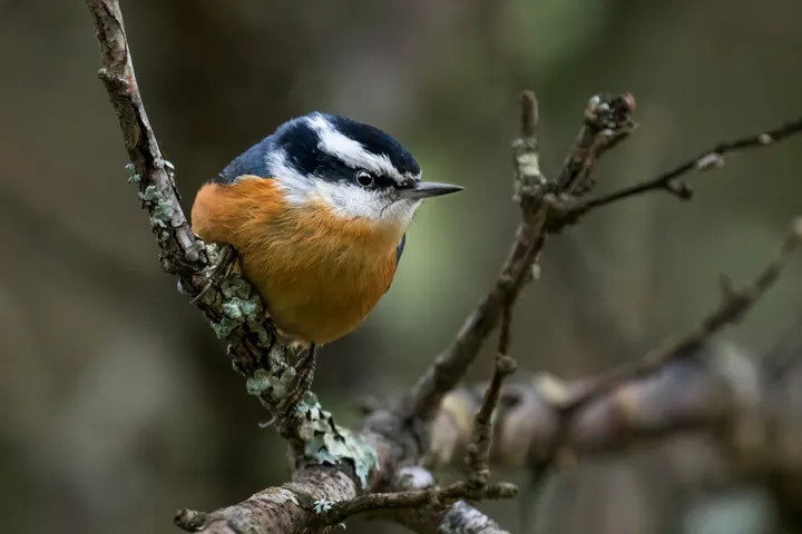 Red-breasted Nuthatch, a gray feeder bird