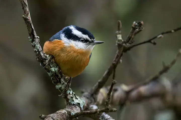 Red-breasted Nuthatch, a backyard bird that visits feeders