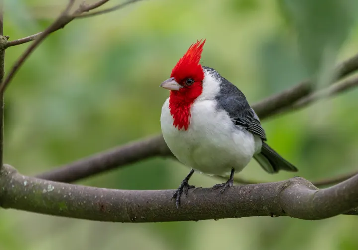 Red-crested Cardinal, a red feeder bird