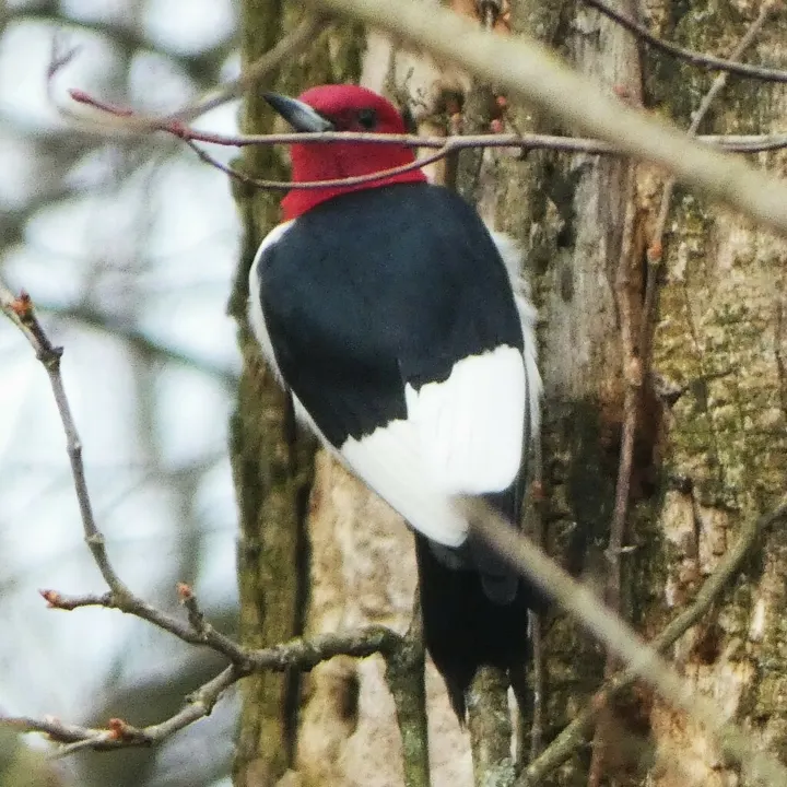 Red-headed Woodpecker, a red feeder bird