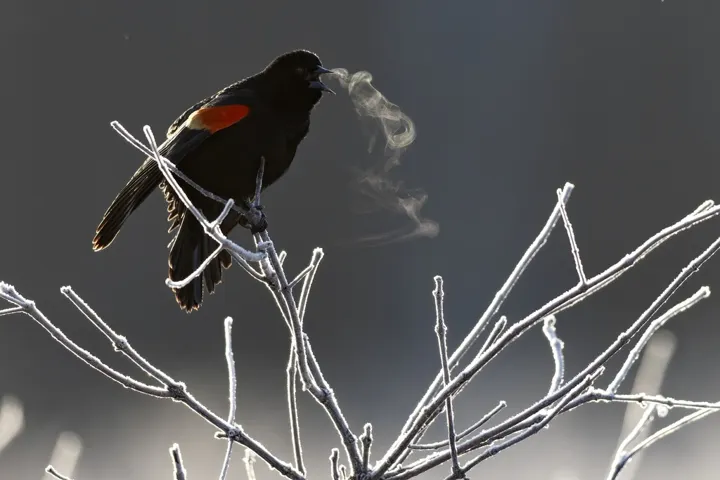 Red-winged Blackbird, a black feeder bird