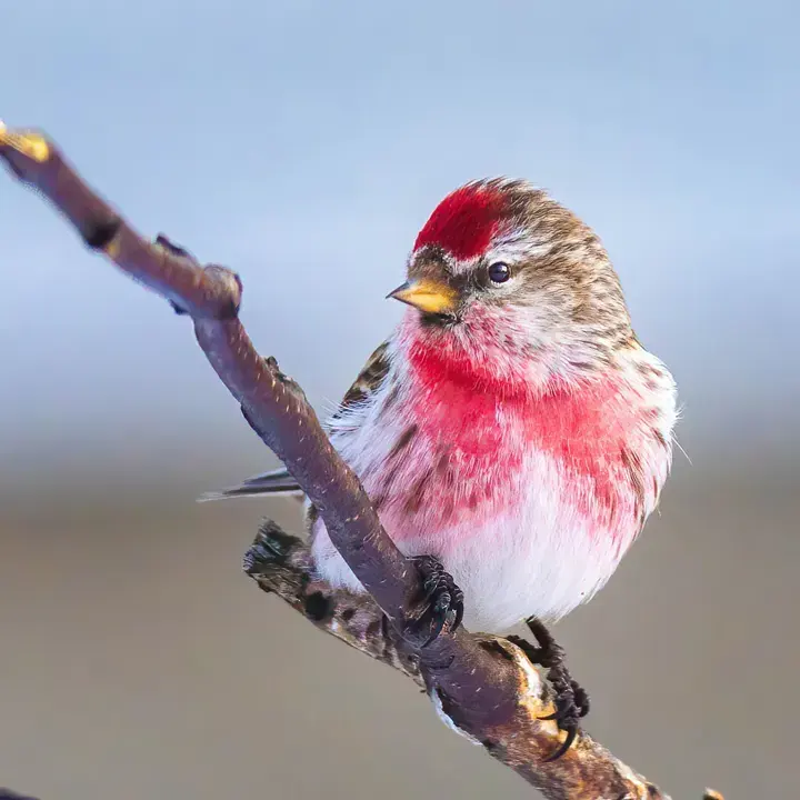 Redpoll, a backyard bird that visits feeders