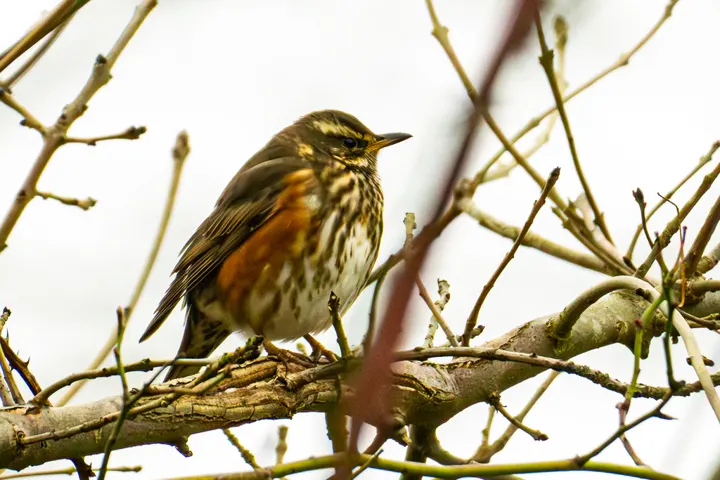 Redwing, a brown feeder bird