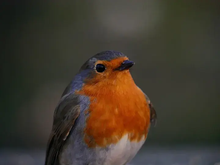 Robin, a garden bird that visits feeders