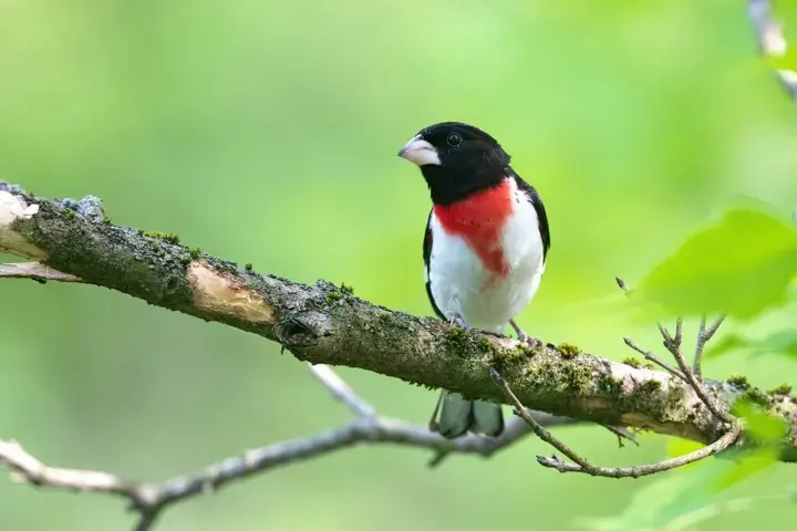 Rose-breasted Grosbeak, a backyard bird that visits feeders