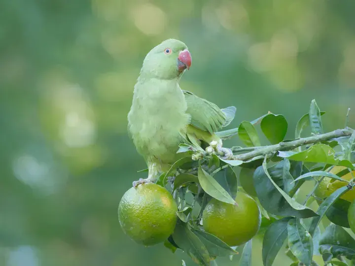 Ring-necked Parakeet, a garden bird that visits feeders