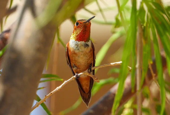 Rufous Hummingbird, a orange feeder bird