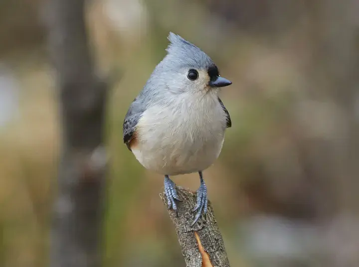 Tufted Titmouse – one of the birds that eat safflower seed