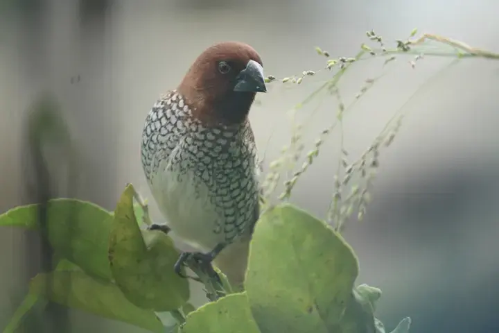 Scaly-breasted Munia, a backyard bird that visits feeders