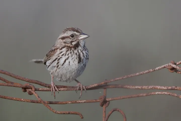 Song Sparrow, a brown feeder bird