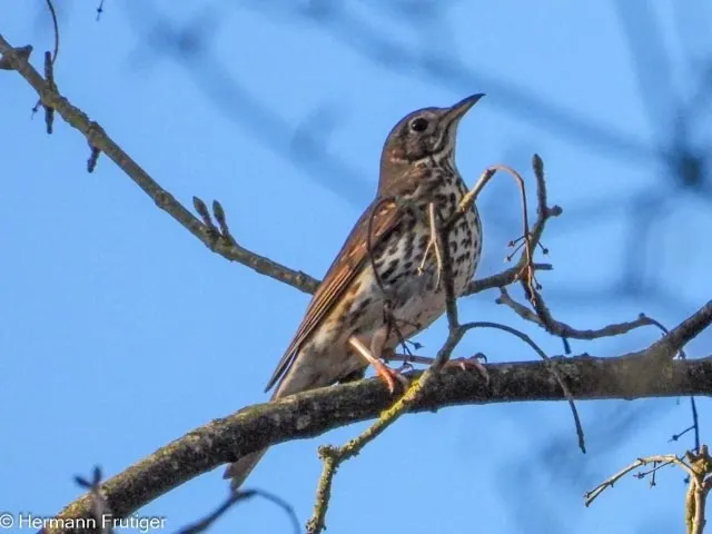 Song Thrush, a brown feeder bird
