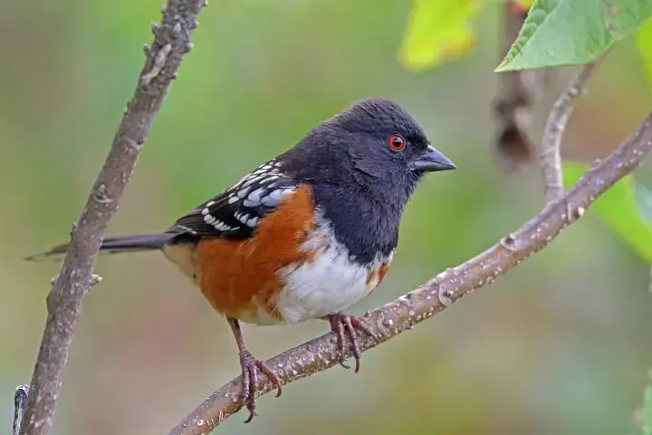 Spotted Towhee, a backyard bird that visits feeders