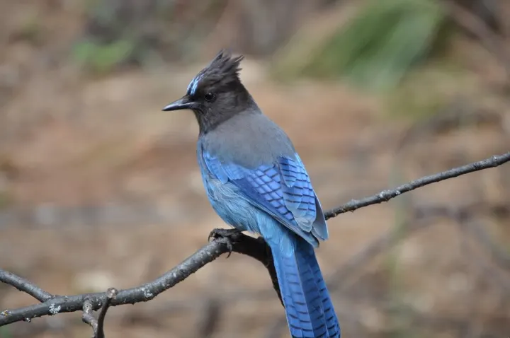 Steller's Jay, a blue feeder bird