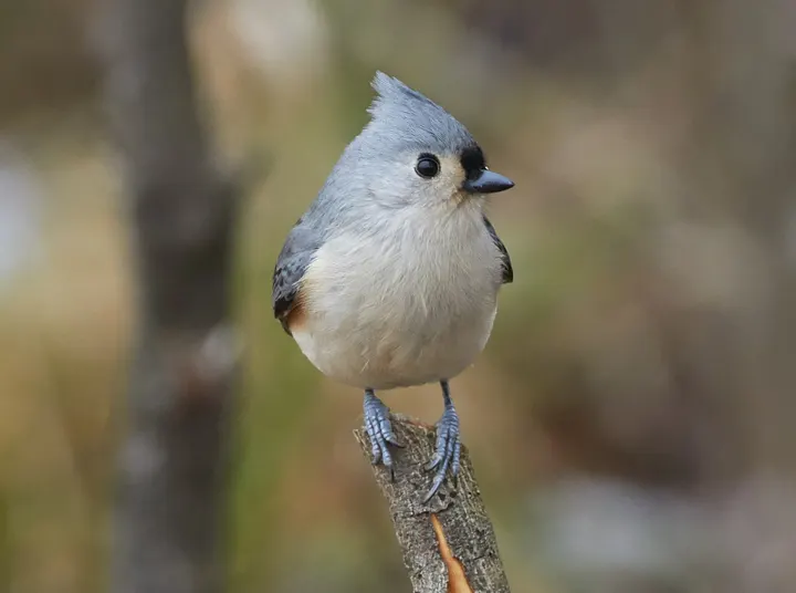 Tufted Titmouse, a gray feeder bird