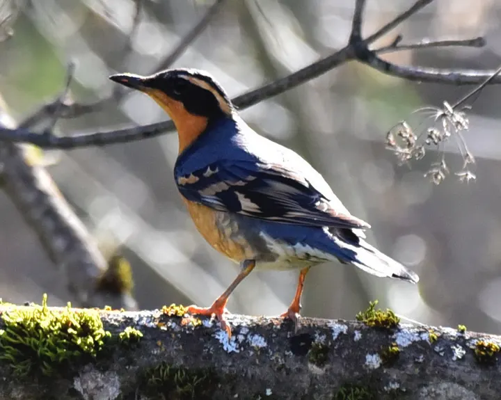 Varied Thrush, a orange feeder bird