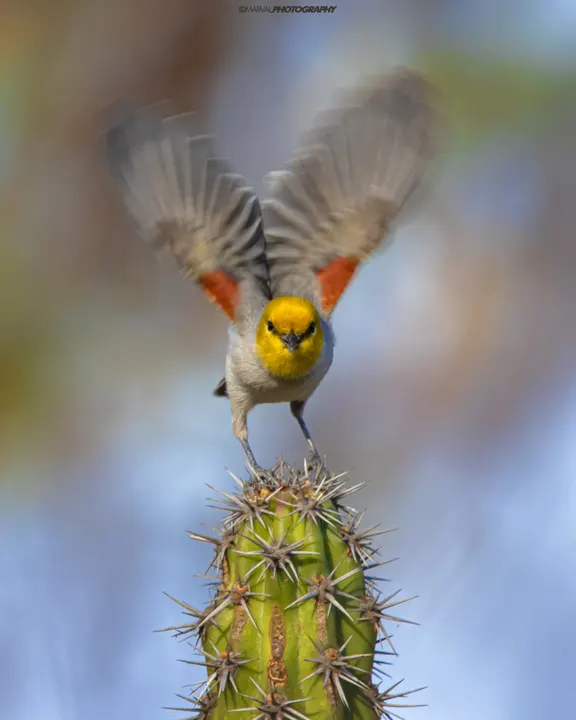 Verdin, a gray feeder bird