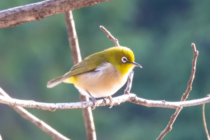 Warbling White-eye, a green feeder bird